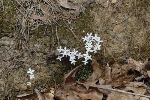 Houstonia caerulea #8